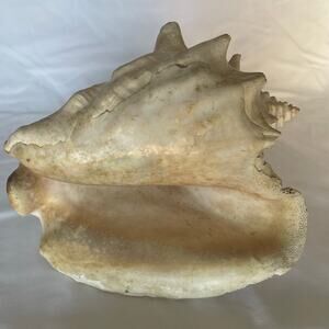Large Queen Conch Shell 10” Natural Seashell Beach Nautical Coastal Decor Heavy